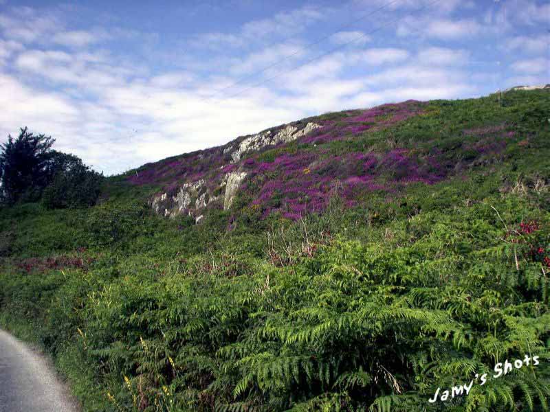 Landes de bruy�res