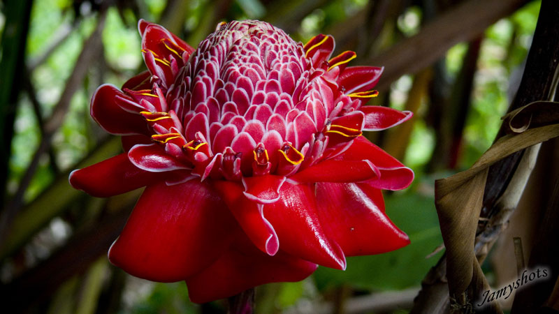 Alpinia magnifica. Rose de porcelaine (Poindimi�)