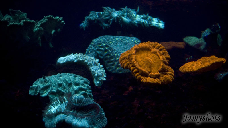 Magie des coraux fluorescents
