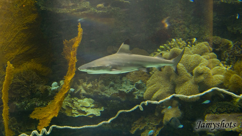 Carcharinus Melanopt�rus