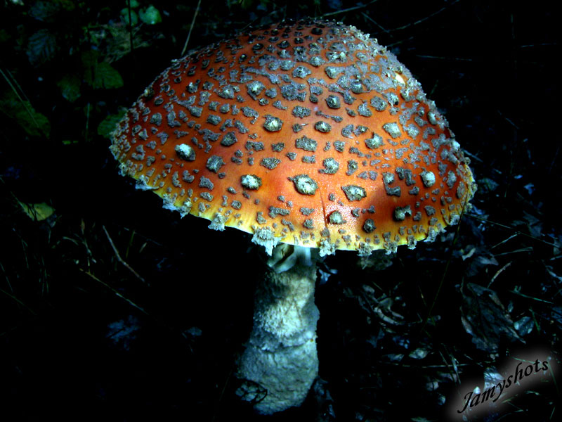 Amanita Muscaria ( For�t de Villeneuve les Bordes)