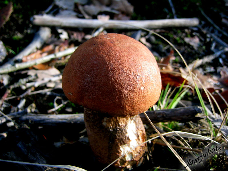 Boletus Aurantiacus Rufus ( For�t de Villeneuve les Bordes