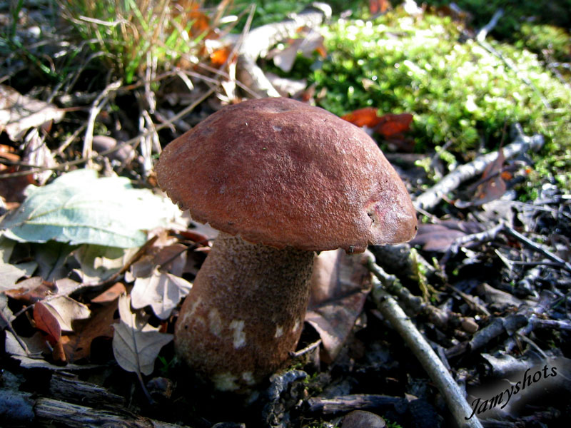 Boletus Aurantiacus Rufus ( For�t de Villeneuve les Bordes)