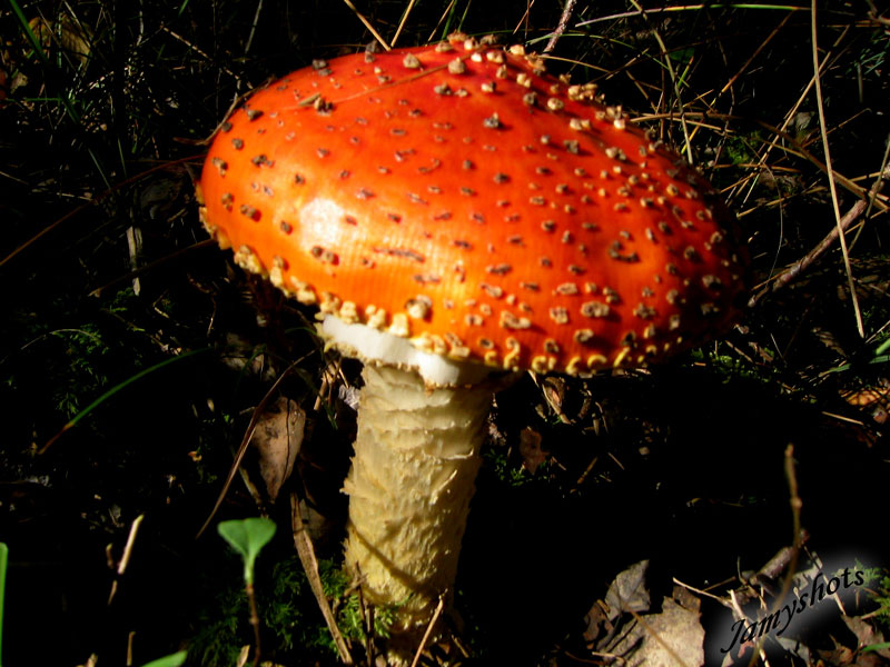 Amanita Caesarea ( For�t de Villeneuve les Bordes)