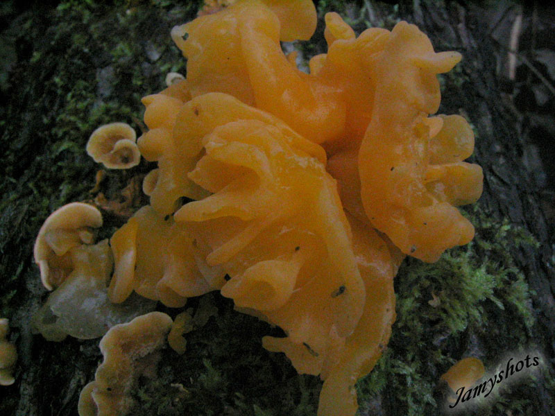 Ascocorine sarcoides( For�t de Villeneuve les Bordes)