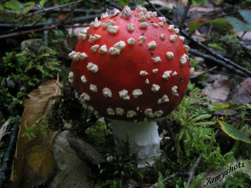 Amanita Muscaria ( For�t de Villeneuve les Bordes)