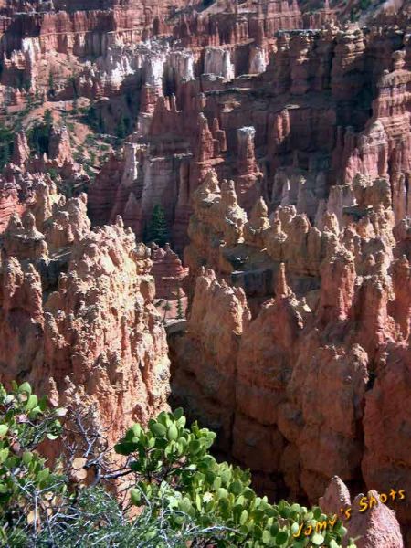 Bryce Canyon � Sunset Point. le fond des gorges.