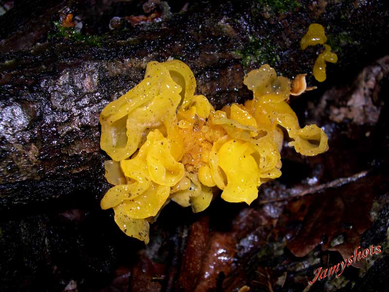 Tr�melle m�sent�rique