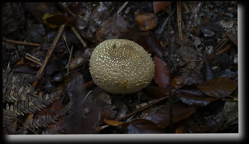 Scl�roderme vulgaire