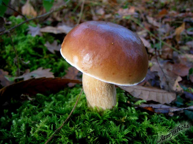 Boletus Edulis en for�t de Villeneuve les Bordes