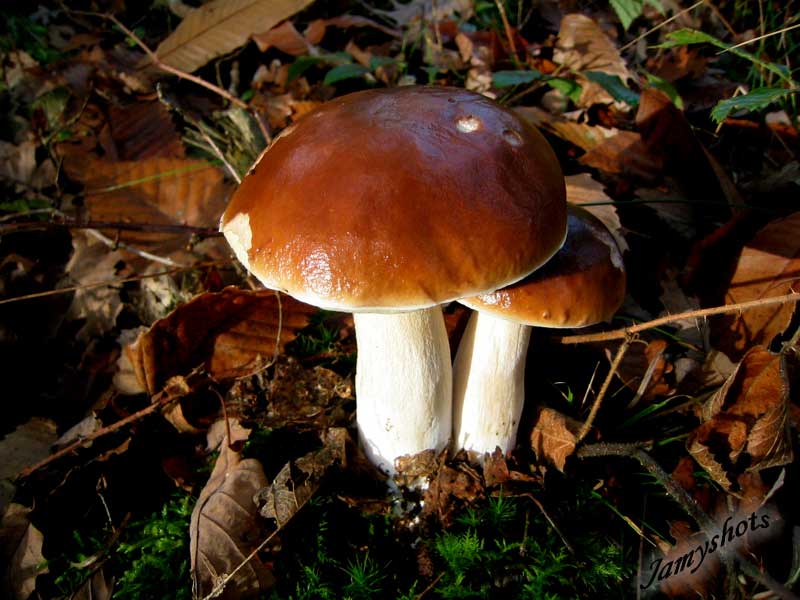 Boletus Edulis en for�t de Villeneuve les Bordes