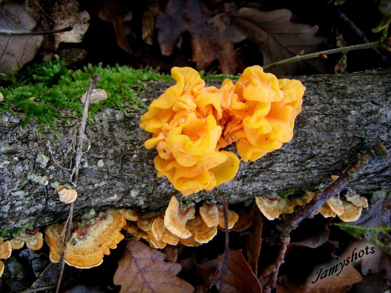 Tr�melle m�sent�rique.