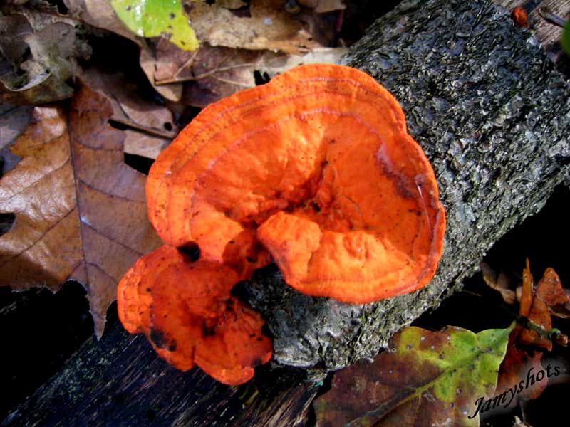 Polypore soufr� sur un tronc de feuillu