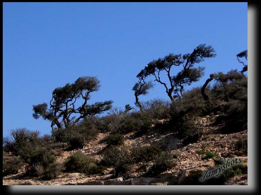 Arganiers Fukinagashi