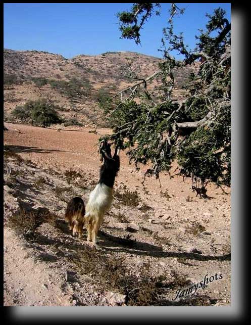 Ch�vres et Arganiers