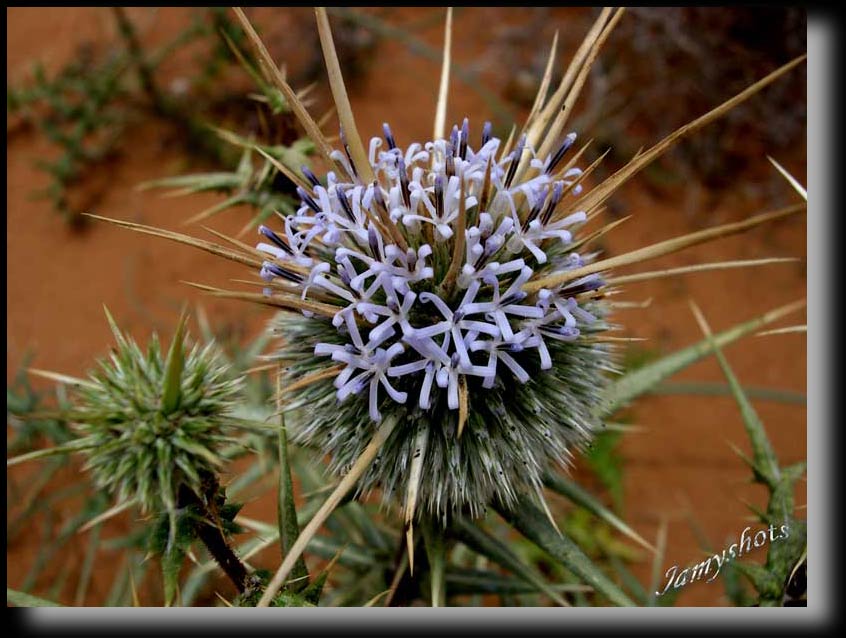 Flore du Sud Marocain