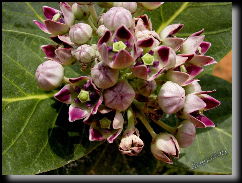 Flore du Sud Marocain