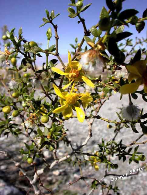 Flore de la vall�e de la mort
