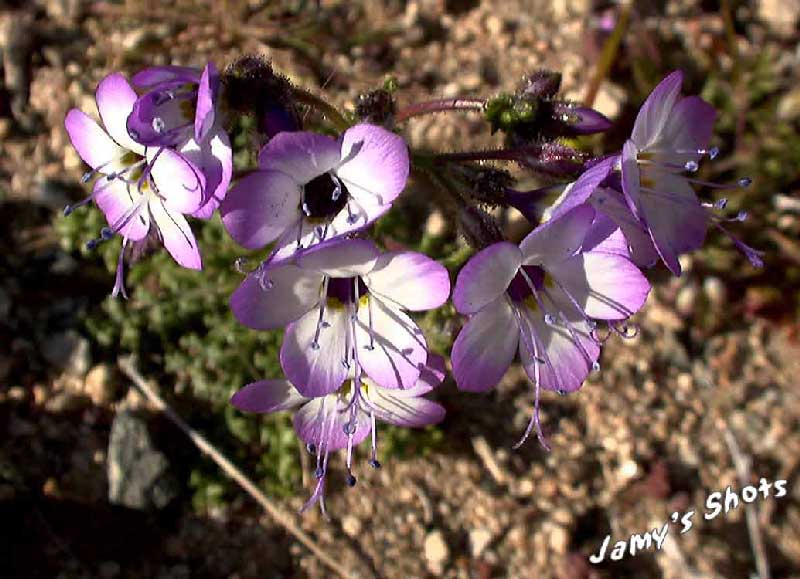 Printemps de la vall�e de la mort