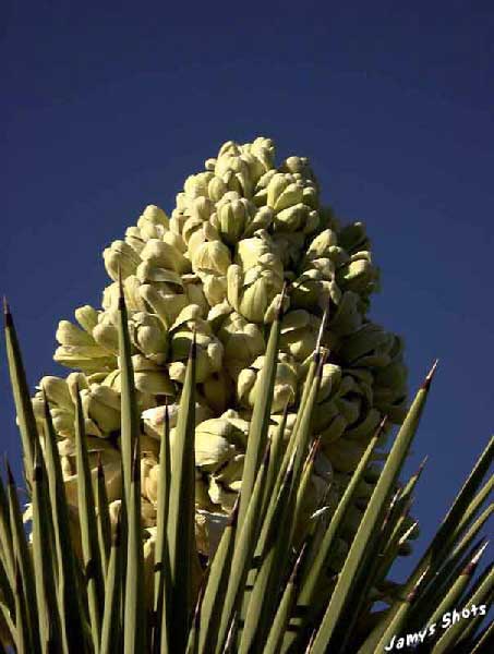 Fleur de l'arbre de Josu�.