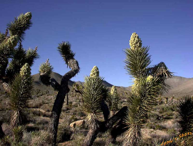 Arbres de Josu� au printemps