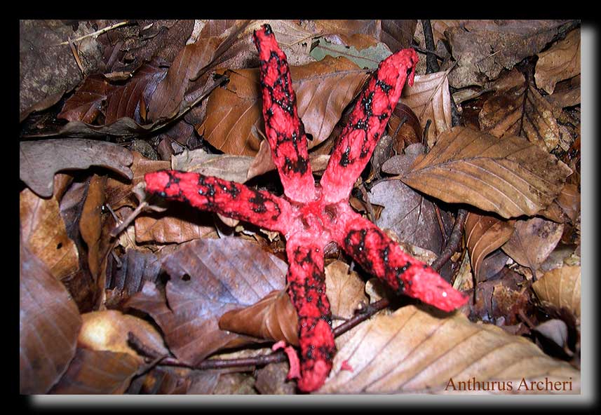 Anthurus Archeri