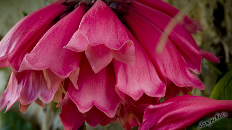 Doigts de f�e. Jardin Obry (poindimi�)