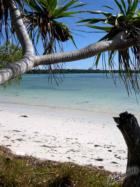 Pandanus sur le lagon