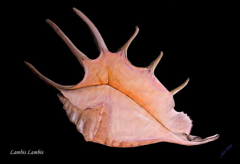 Pt�roc�re de Nouvelle Cal�donie