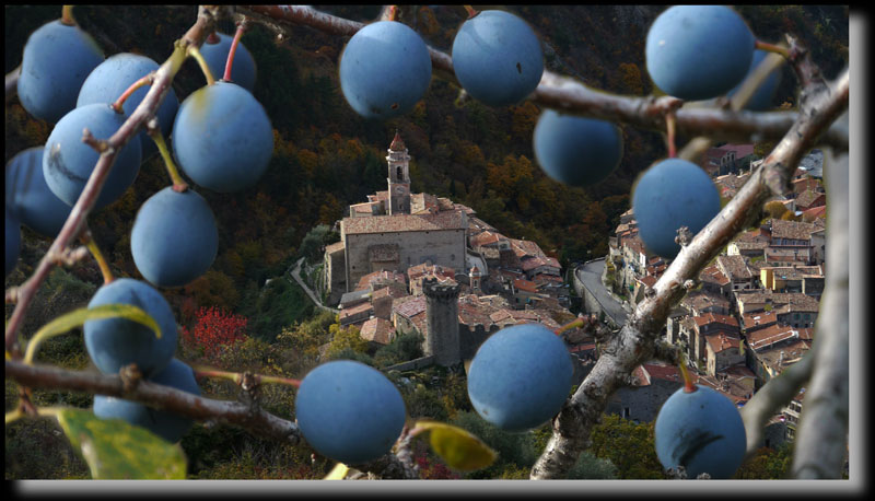 Entour� de geni�vre, de thym et de lavandes