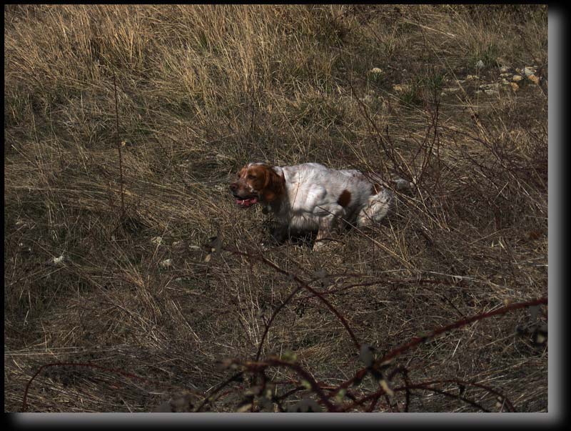 Brice le chasseur de B�casses� l'arr�t