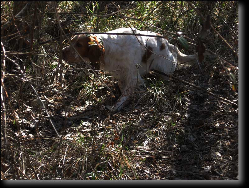 Brice, chien de chasse de Ren� Massiera.