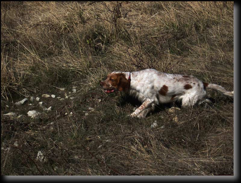 Brice, un chien exeptionnel. (Photo Ren� Massiera)