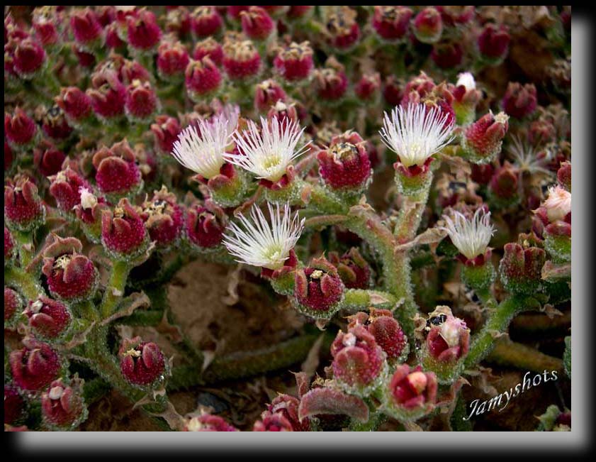 Flore du Sud Marocain