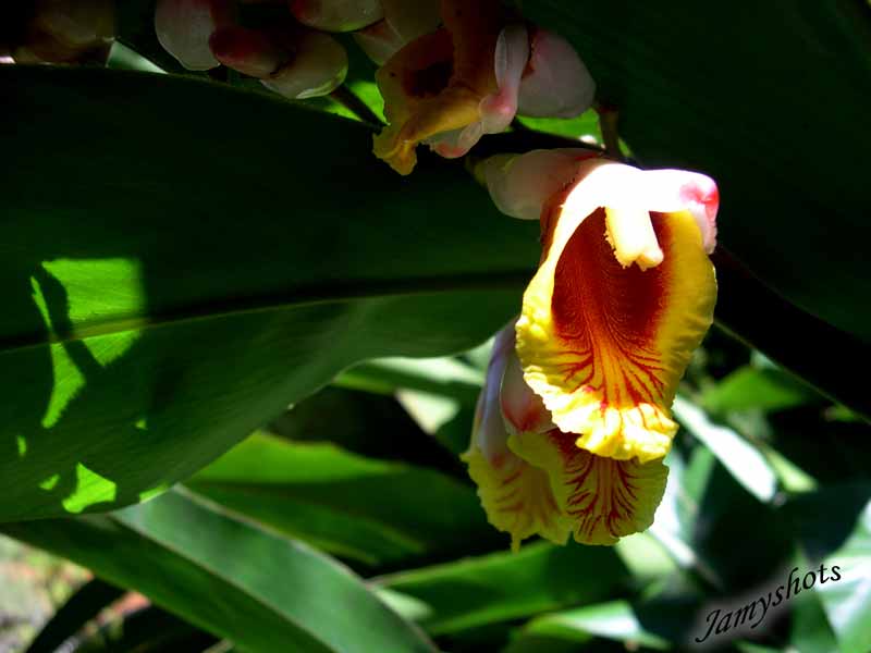 Alpina zerumbert ( larmes de la vi�rge ) � Prony