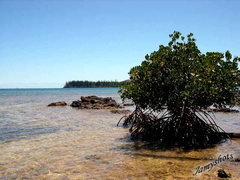 Pal�tuviers de Port Bois�