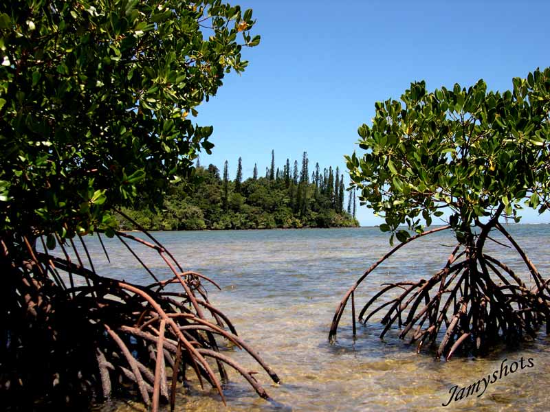 Pal�tuviers de Port Bois�