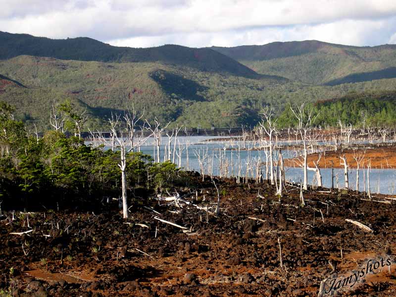  For�t noy�e du lac de Yat�.