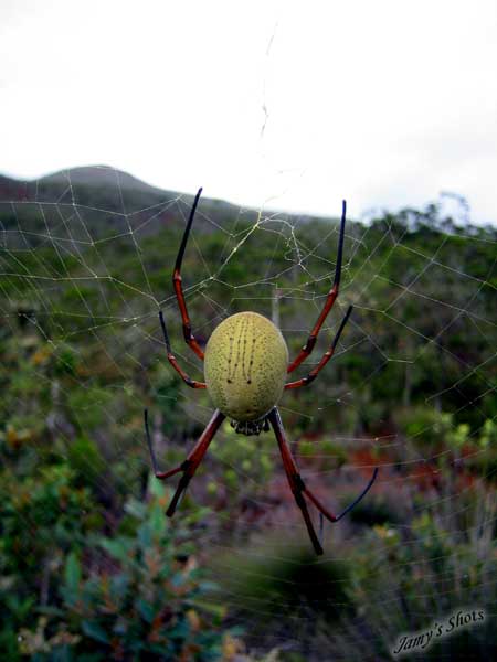 Grosse comme votre main.  