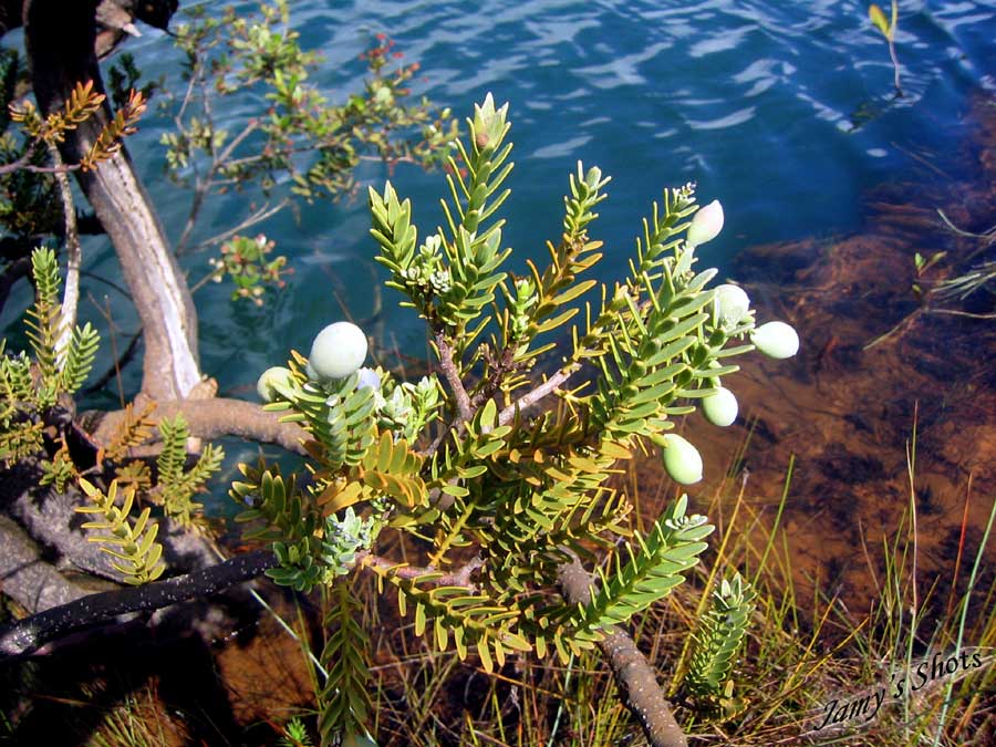 Ovules de l'arbre Bouchon de la rivi�re de la Madeleine. Sud Cal�donien.