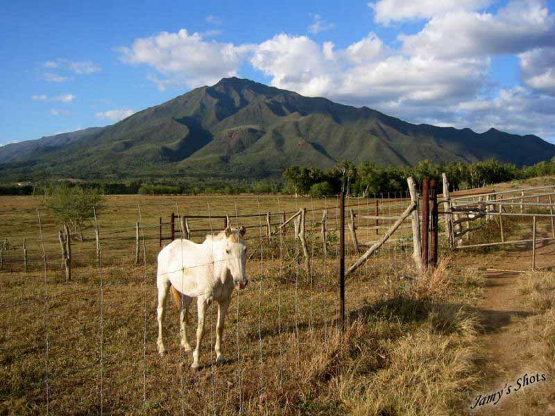 Kiwi dans les grands espaces