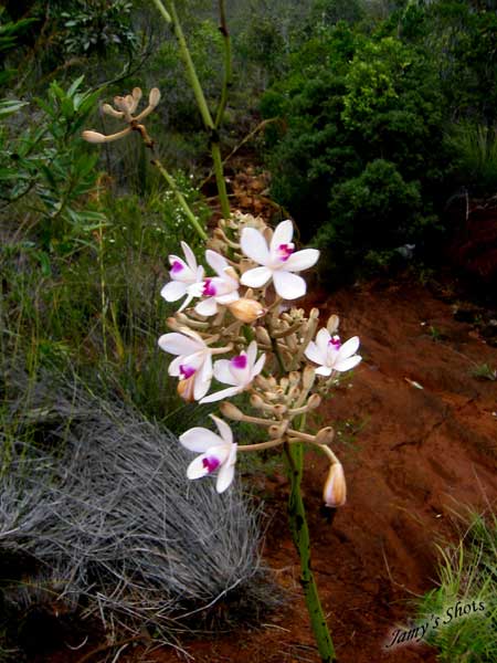 Eriaxis rigida. Orchid�e sauvage du Grand Sud.