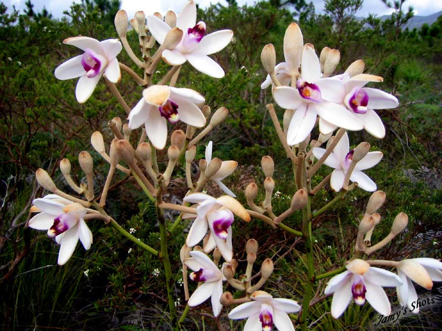 Orchid�es sauvages du Grand Sud Cal�donien.
