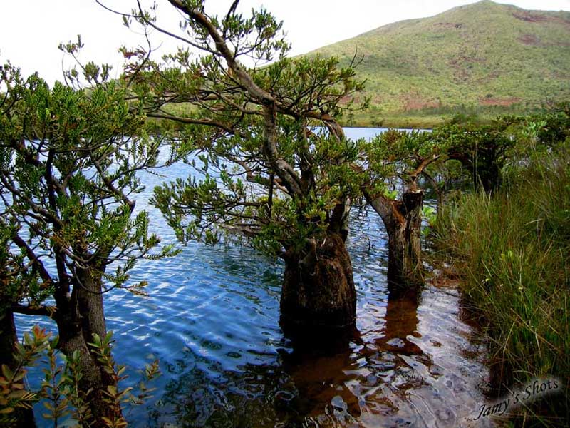  Rivi�re de la Madeleine. Grand Sud. Bois bouchon.
