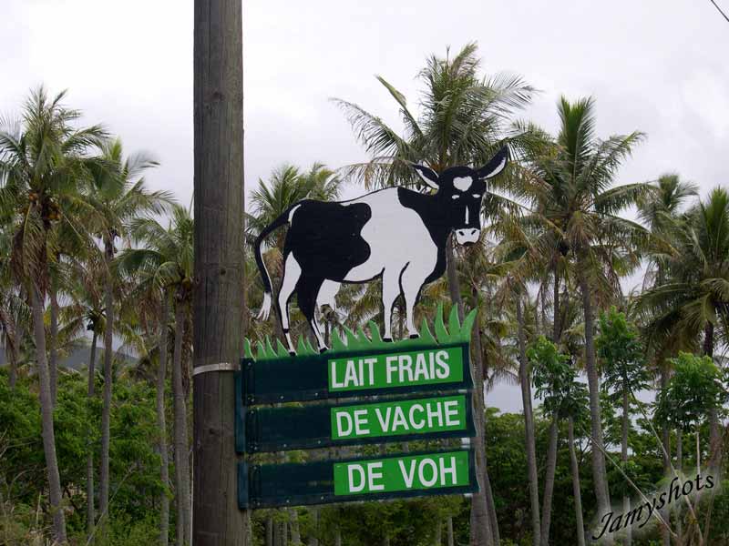 Lait Frais de vache de Voh