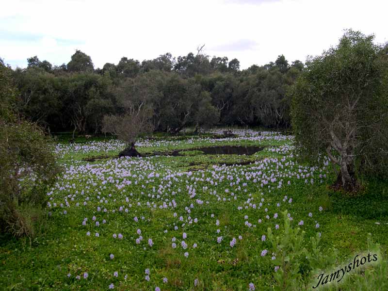 Jacinthes dans la travers�e du Nord