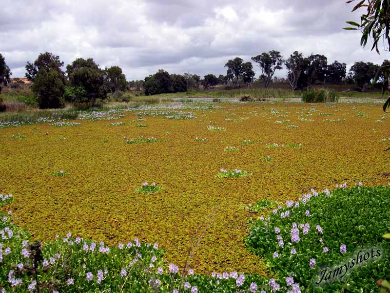 Jacinthes dans la travers�e du Nord