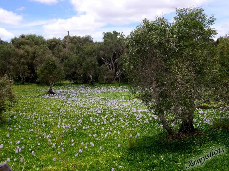 Jacinthes dans la travers�e du Nord et Niaoulis