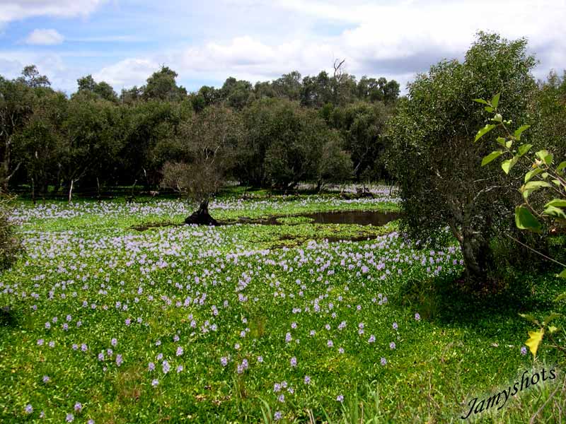 Jacinthes dans la travers�e du Nord et Niaoulis