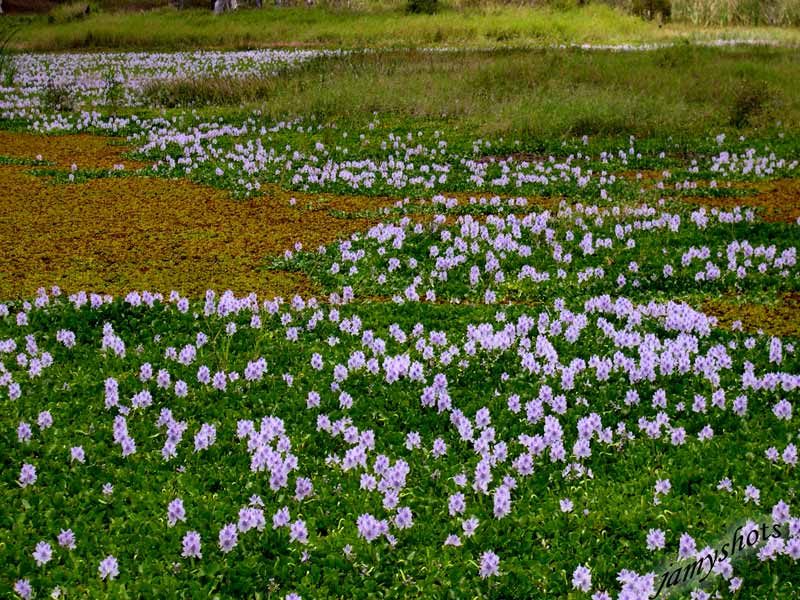 Jacinthes dans la travers�e du Nord 